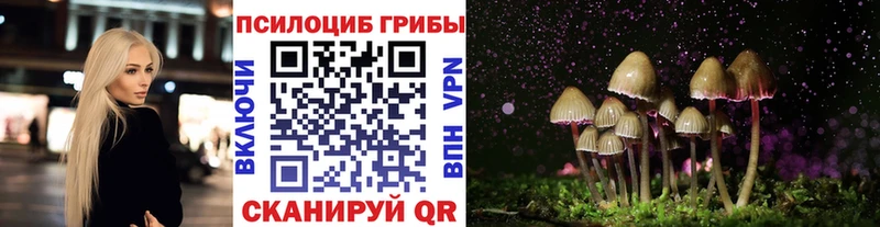 Купить где  Лодейное Поле  Псилоцибиновые грибы Psilocybe 